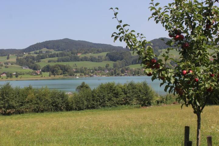 Wunderschoene Ferienwohnung Mit Seeblick زيل أم موس المظهر الخارجي الصورة